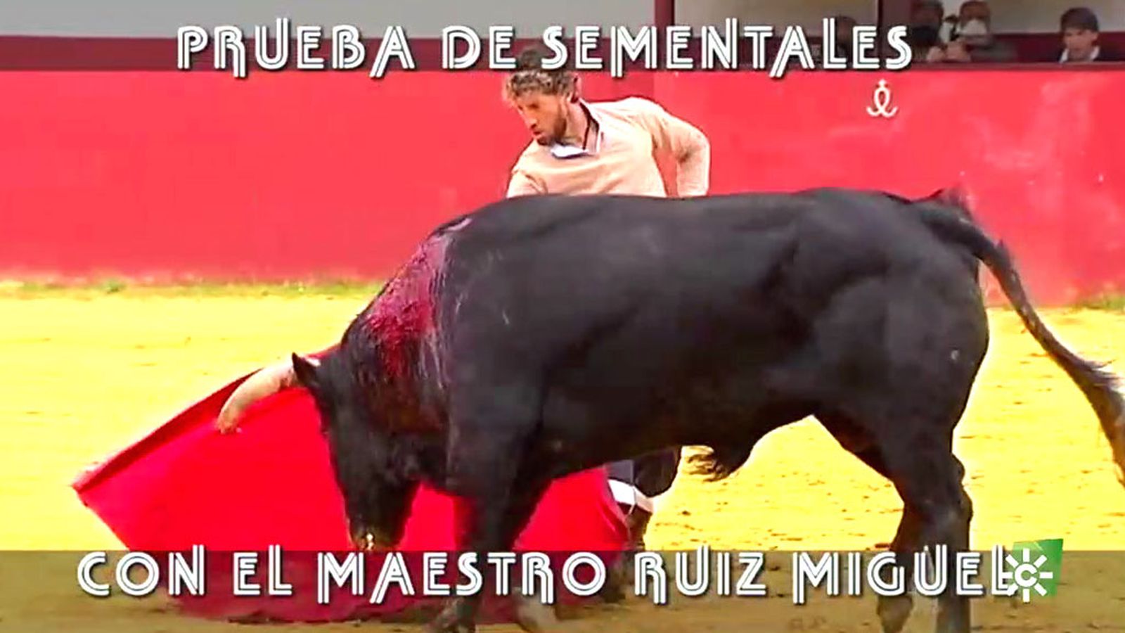 ¿Cómo elegir un toro para que se convierta en semental?