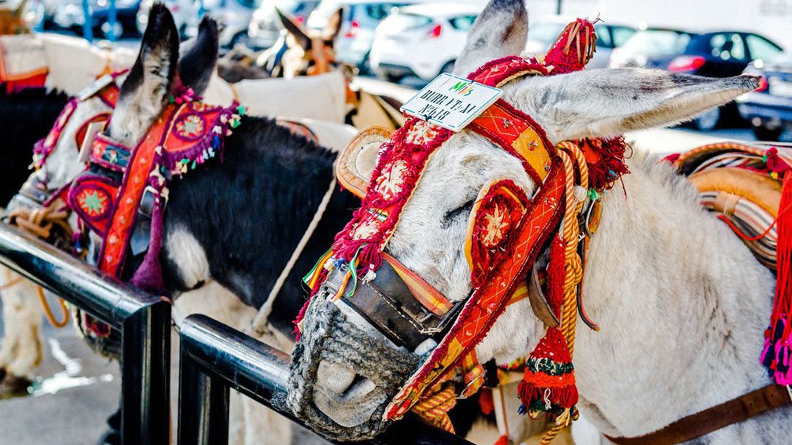 Los burros taxi de Mijas pasan los controles sanitarios