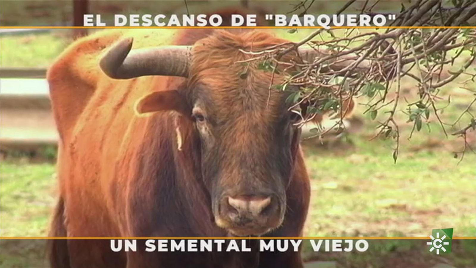 Barquero es un semental de 12 años que necesita un descanso para reponerse.