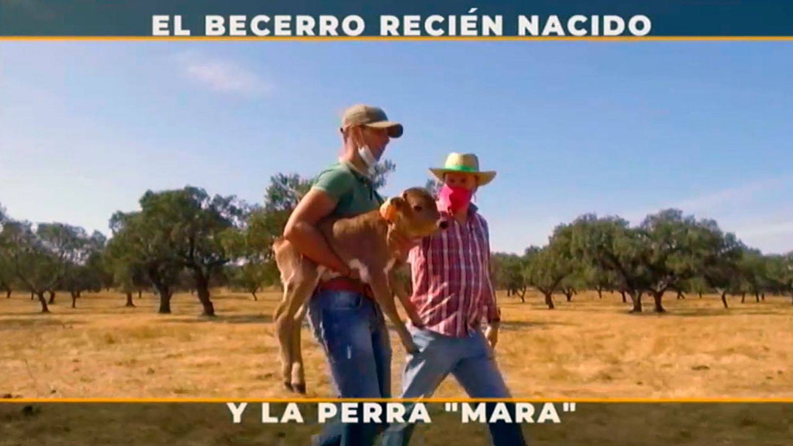 En busca de un becerro recién nacido de la ganadería de José Luis Pereda