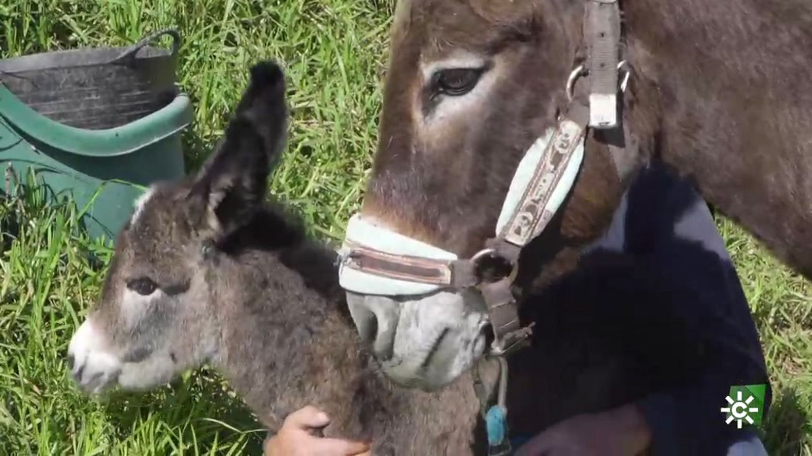 La historia de maltrato de la burrita Fiona