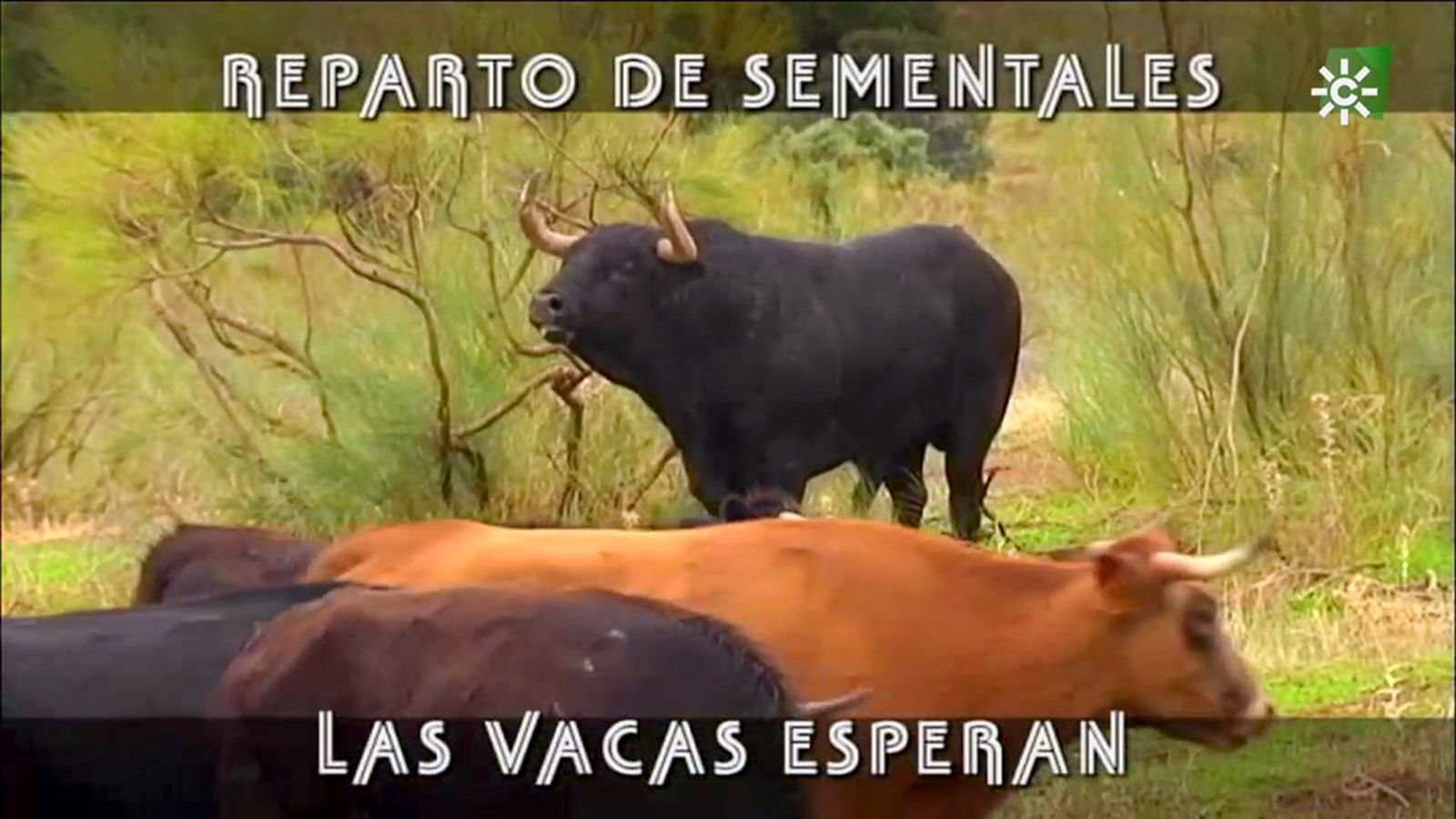 La maniobra de trasladar a los sementales hasta sus lotes de vacas