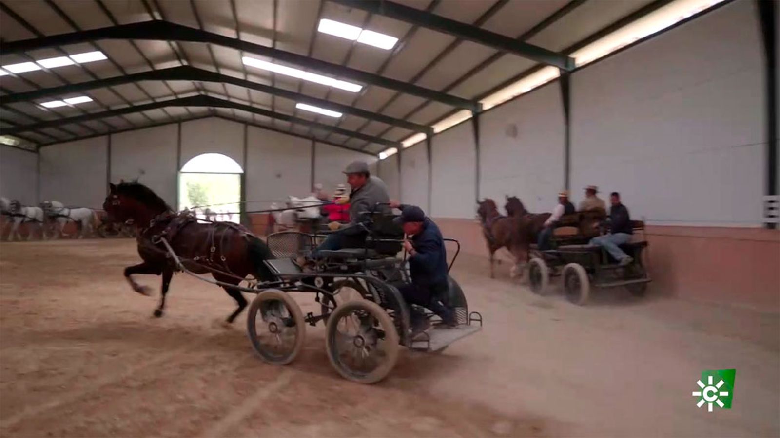 Cómo se entrena a los caballos para una exhibición de enganches