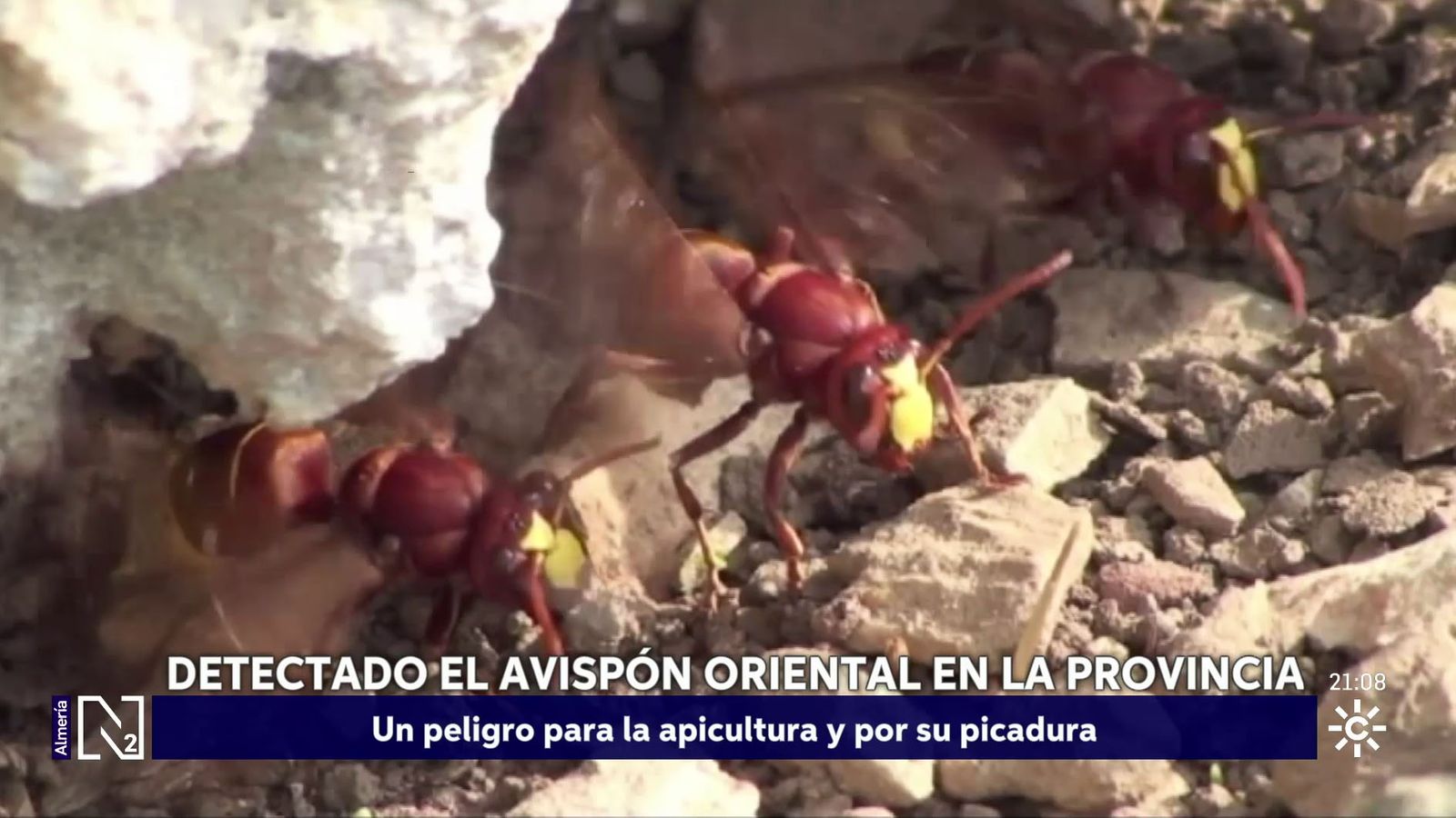 El avispón oriental llega a Almería