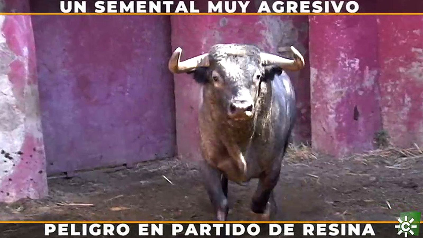 El peligro de un semental solitario pone a prueba la pericia del mayoral