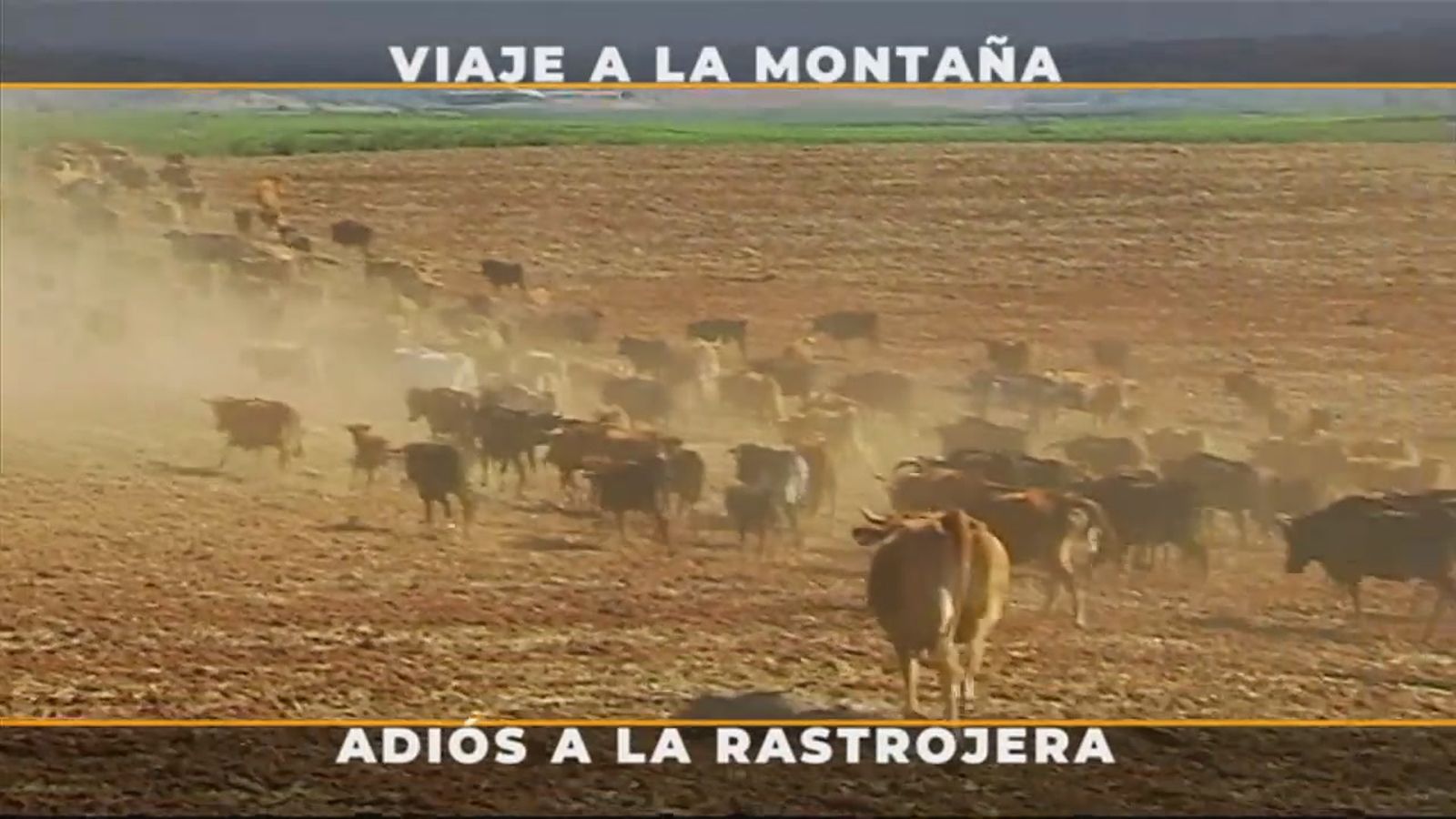 Traslado de vacas bravas y mansas de la ganadería Macandro de la rastrojera a la montaña