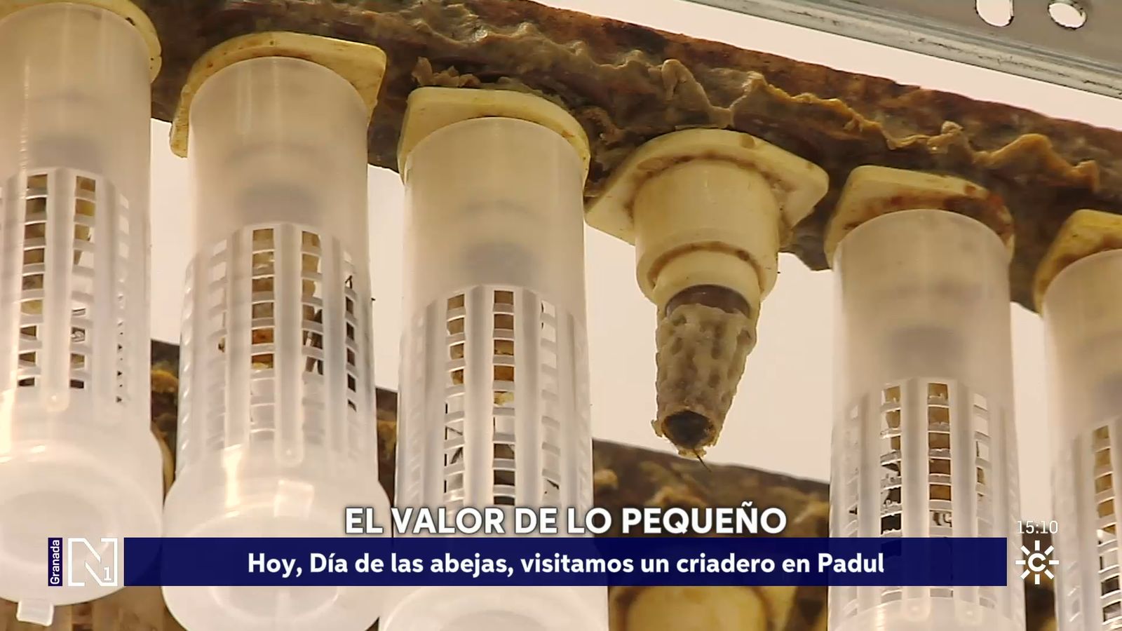 Panal de abejas en Padul