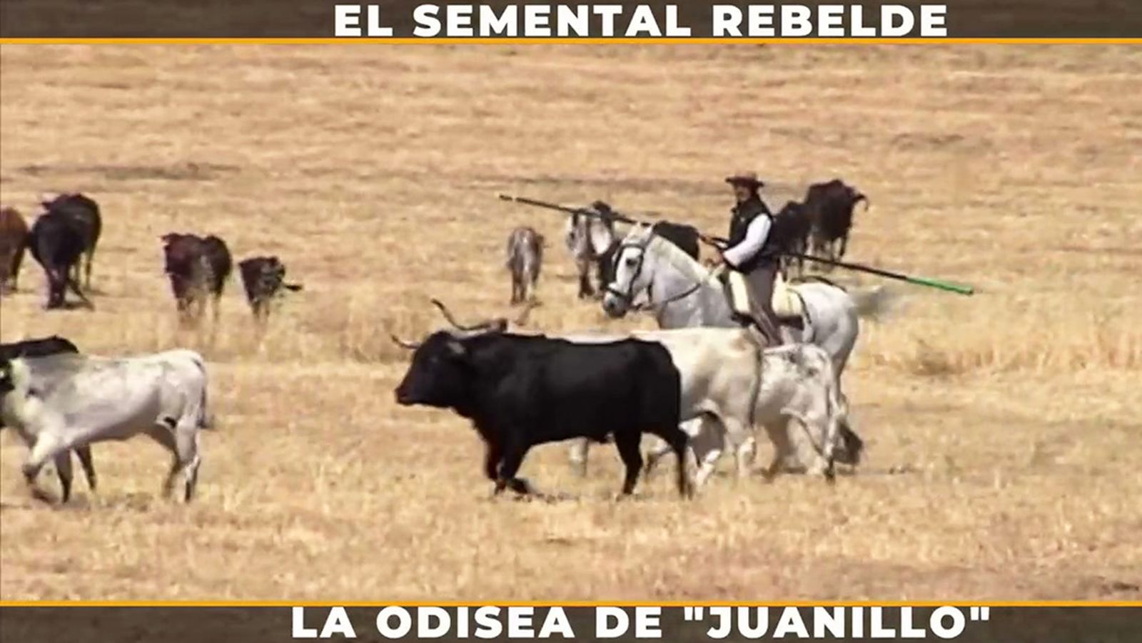 El audaz mayoral que quería apartar él solo, al semental de las vacas