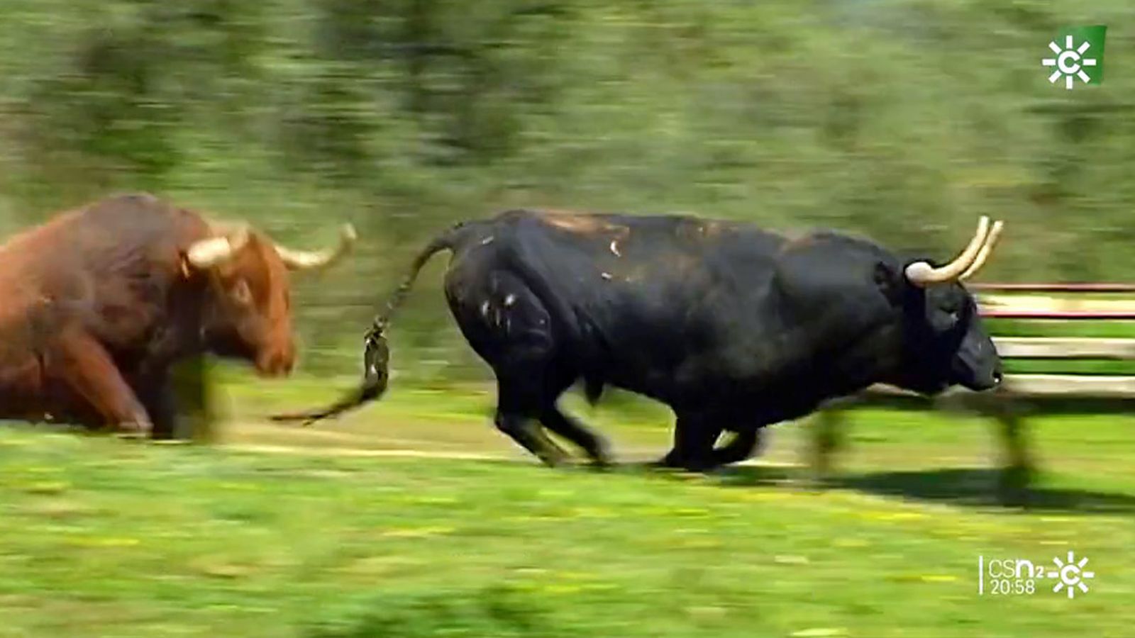 toro bravo crisis ganaderia andalucia