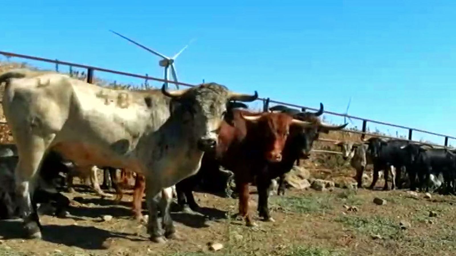 El arte de separar el semental de sus vacas