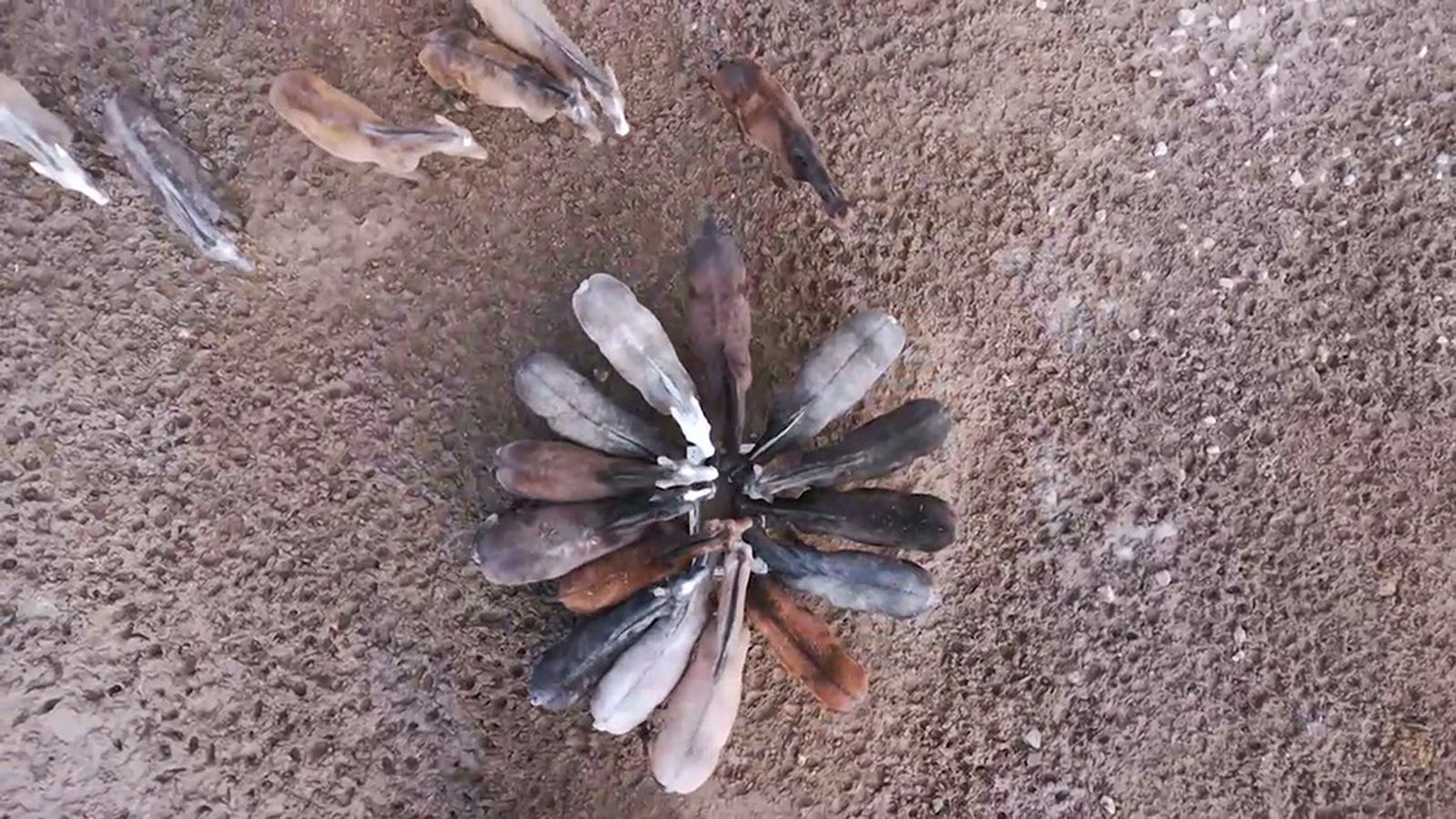 Supervivencia con temperaturas bajo cero, la lucha diaria por el bienestar animal