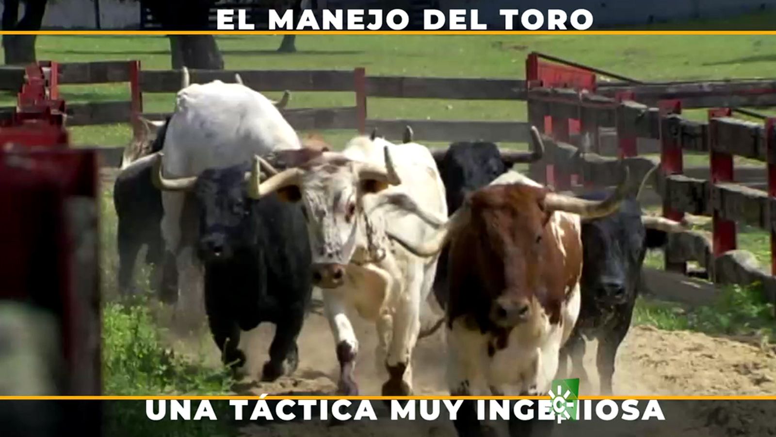 Vacunando al toro desde el árbol