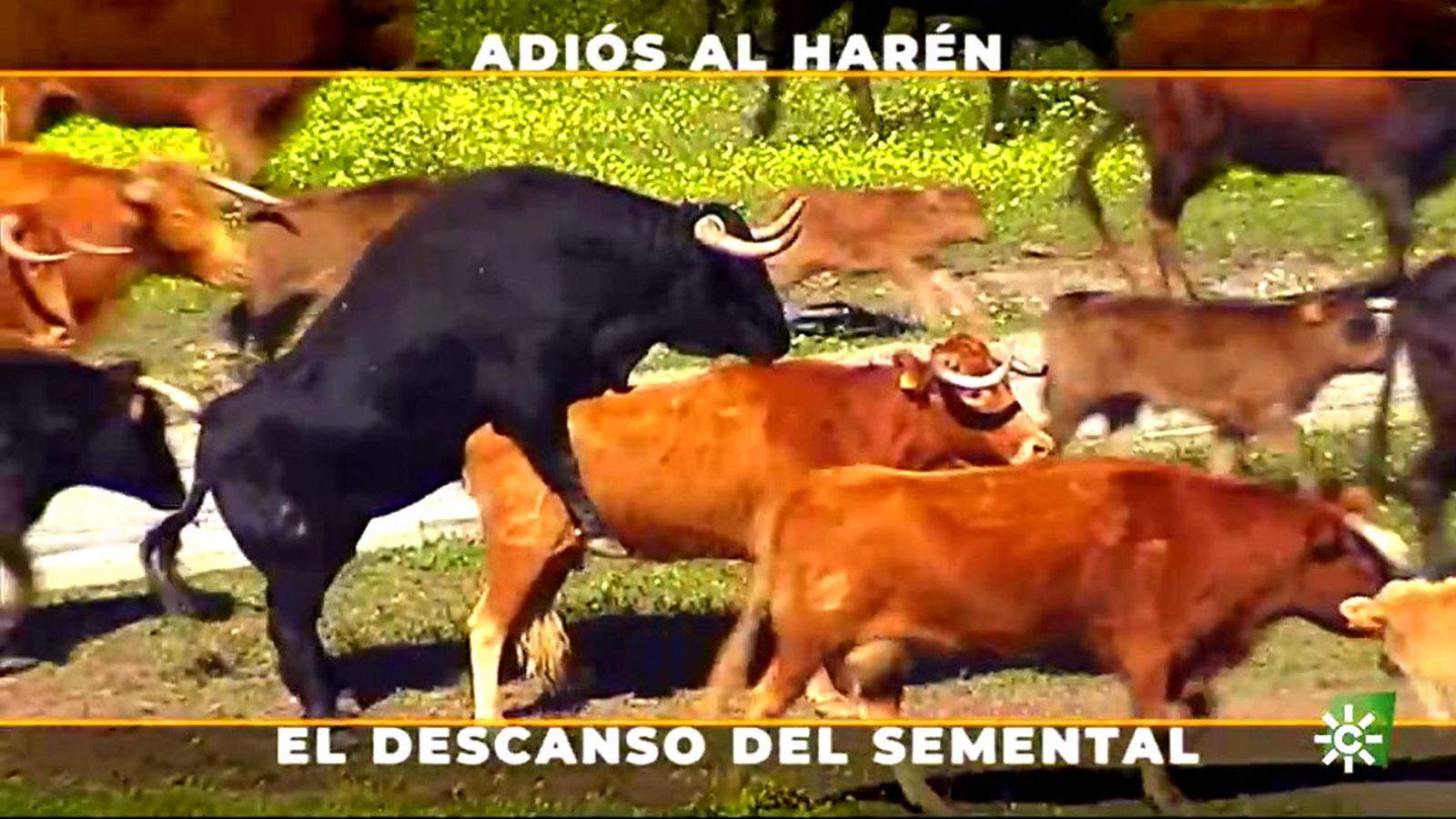 La difícil suerte de separar al semental de su lote de vacas para que descanse