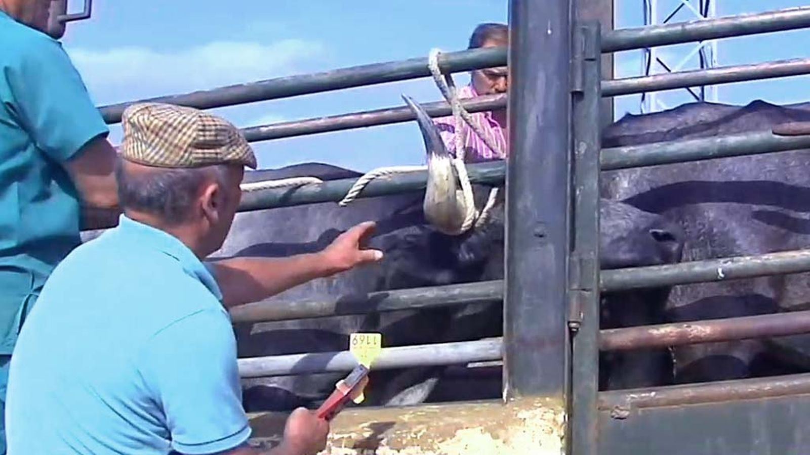 Saneamiento de vacas y becerros en la ganadería de Saltillo
