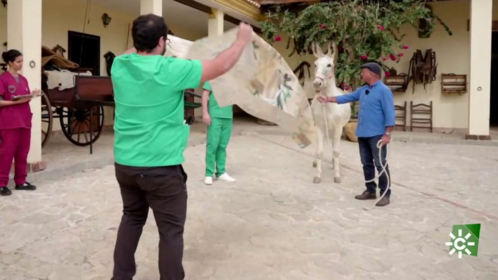 Dos formas de salvar al burro, investigación y refugios para adopción