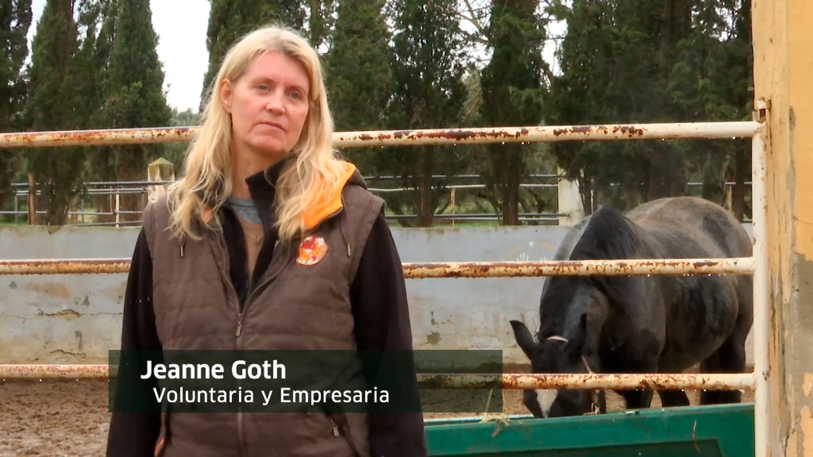 Una vida mejor para caballos maltratados