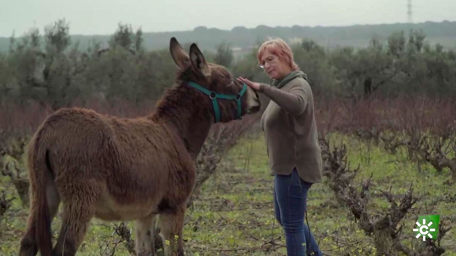Las labores de desbrozar el campo de los burritos de la asociación 'Mujeres por Doñana'