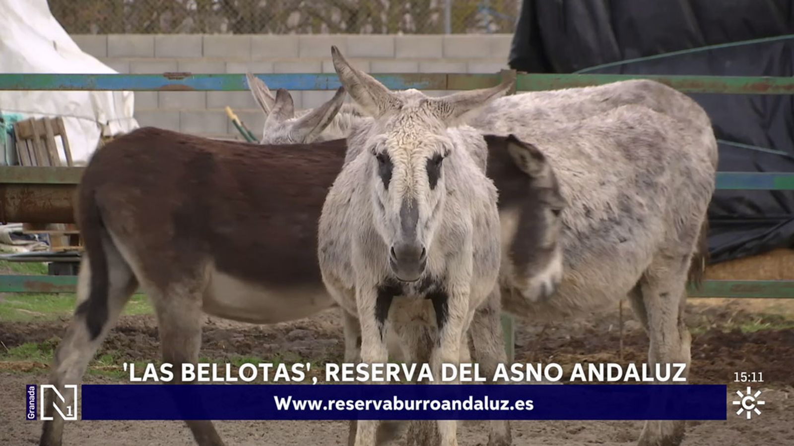 La defensa del burro andaluz de la reserva Las Bellotas de la Zubia