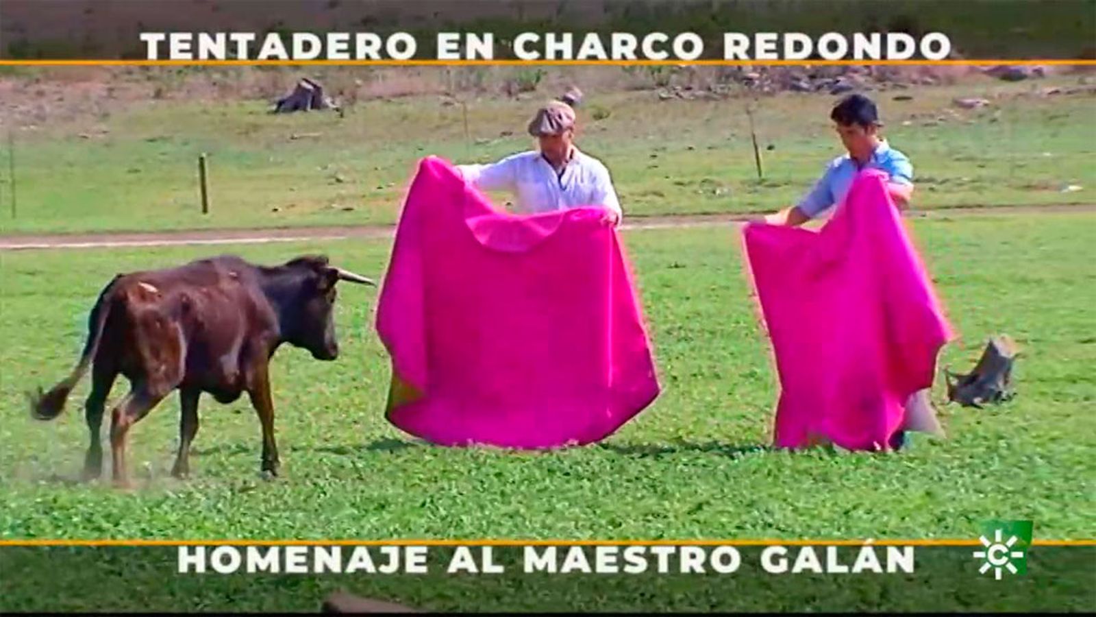 Imágenes espectaculares de un imprevisible tentadero a campo abierto