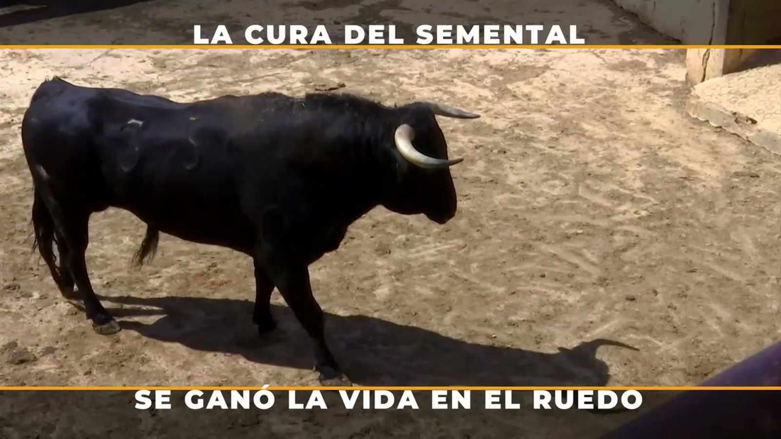 Cómo se cura un toro indultado para convertirlo en semental