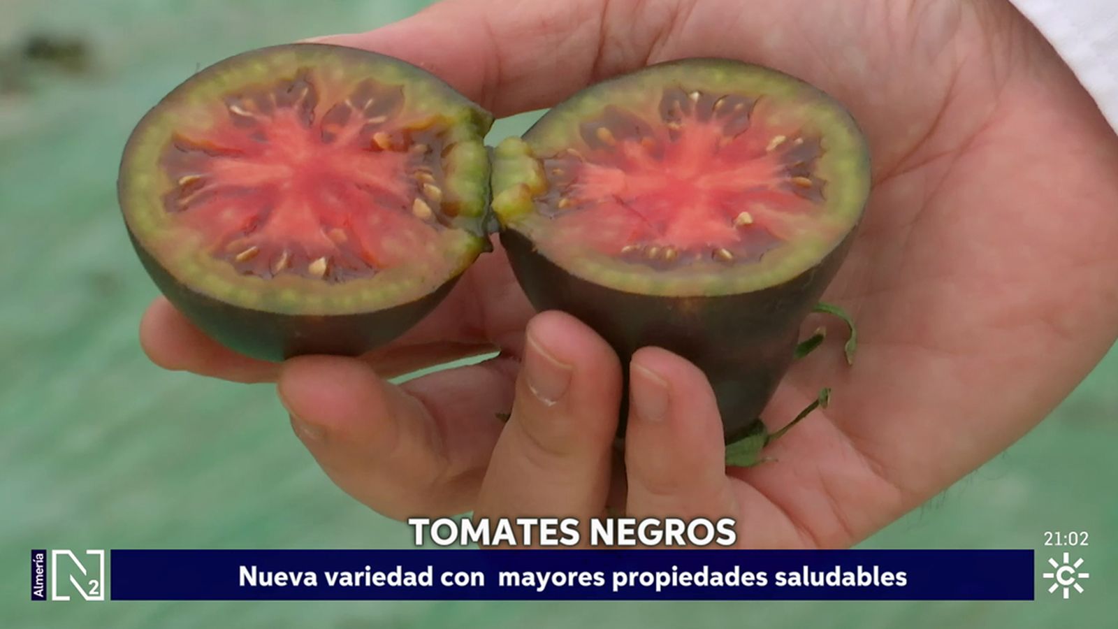 Nueva variedad de tomate negro con mayores propiedades saludables