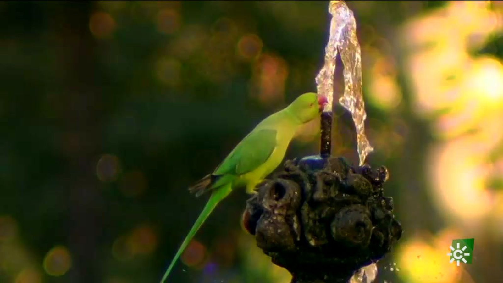 Espacio protegido aves ciudad 1024x576 6/3