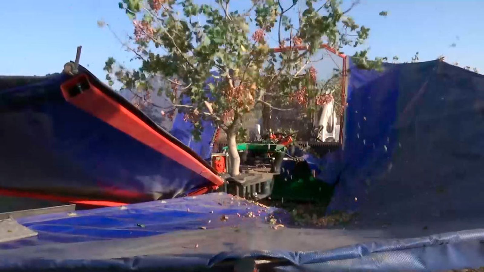 Pistachos de Jaén frente al monocultivo del olivar