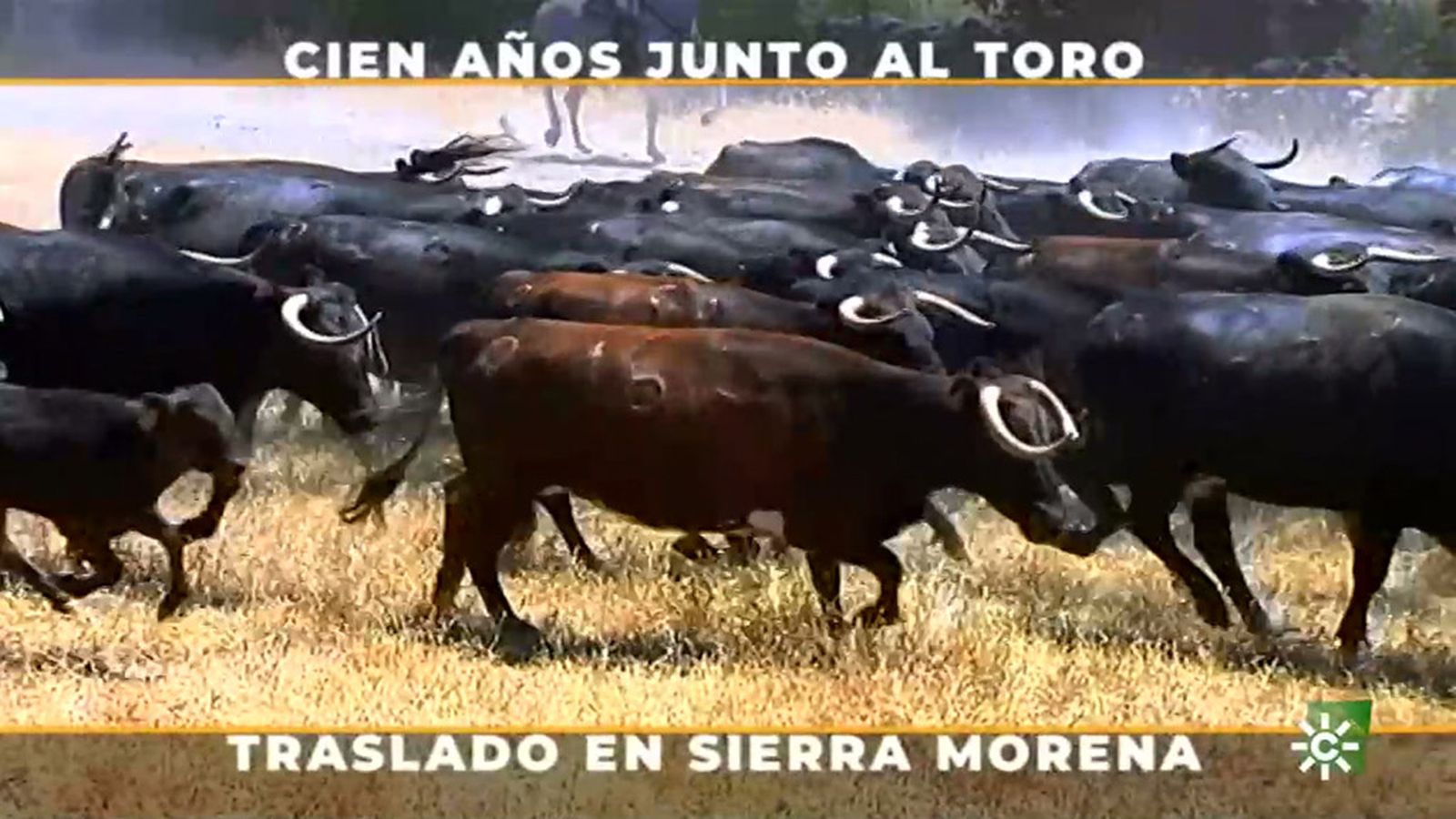 El traslado de vacas y becerros en una ganadería centenaria