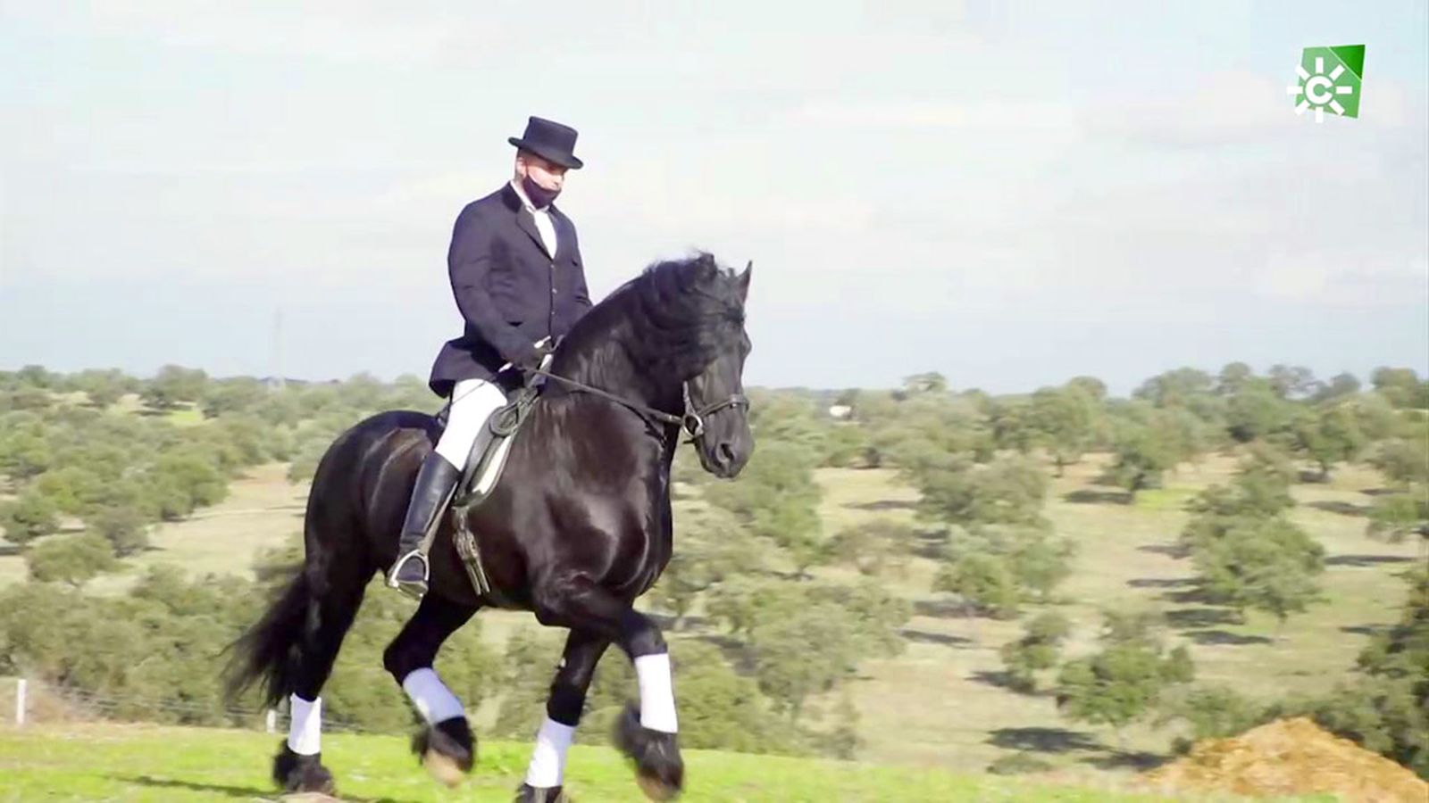 Cría de caballos frisones