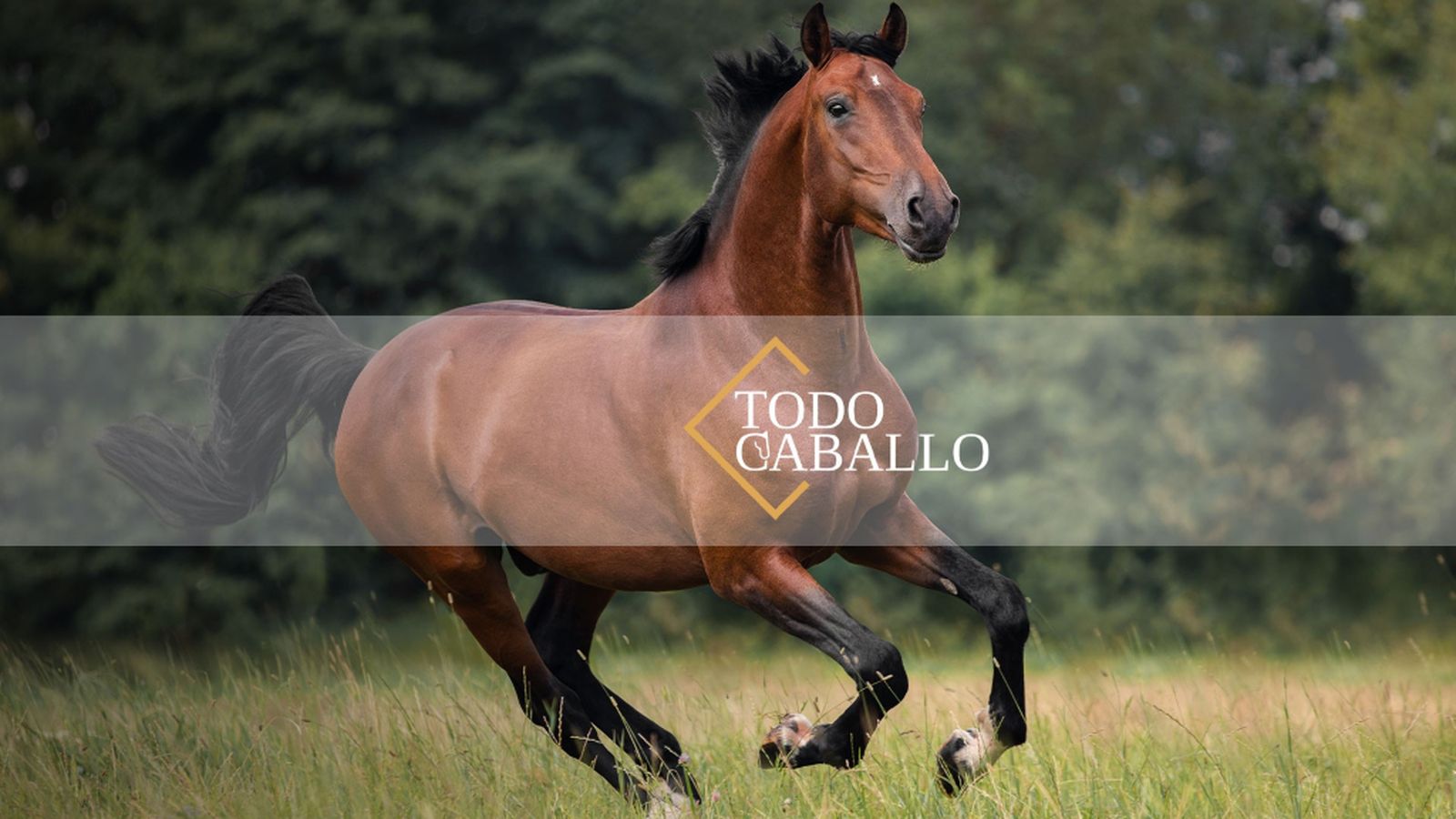 Todocaballo, 27 diciembre