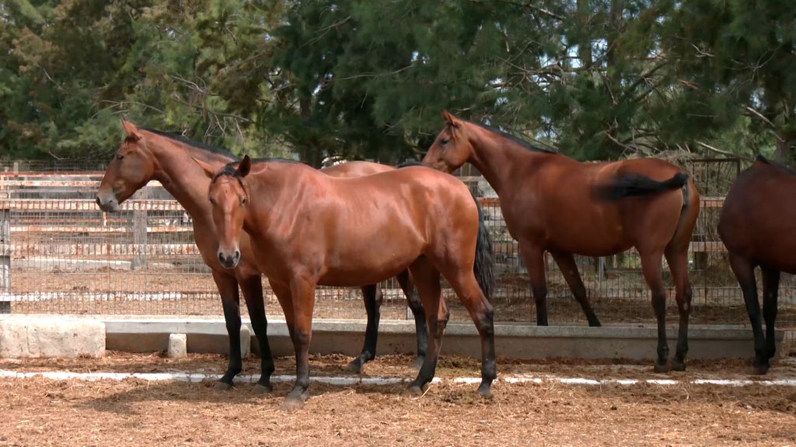 Los mejores sementales que están considerados reproductores de élite