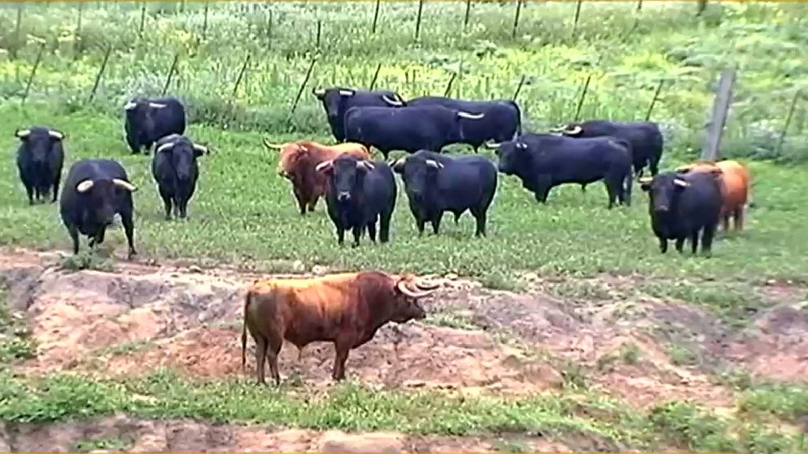 Todos miran con recelo al semental que regresa tras cumplir con su lote de vacas