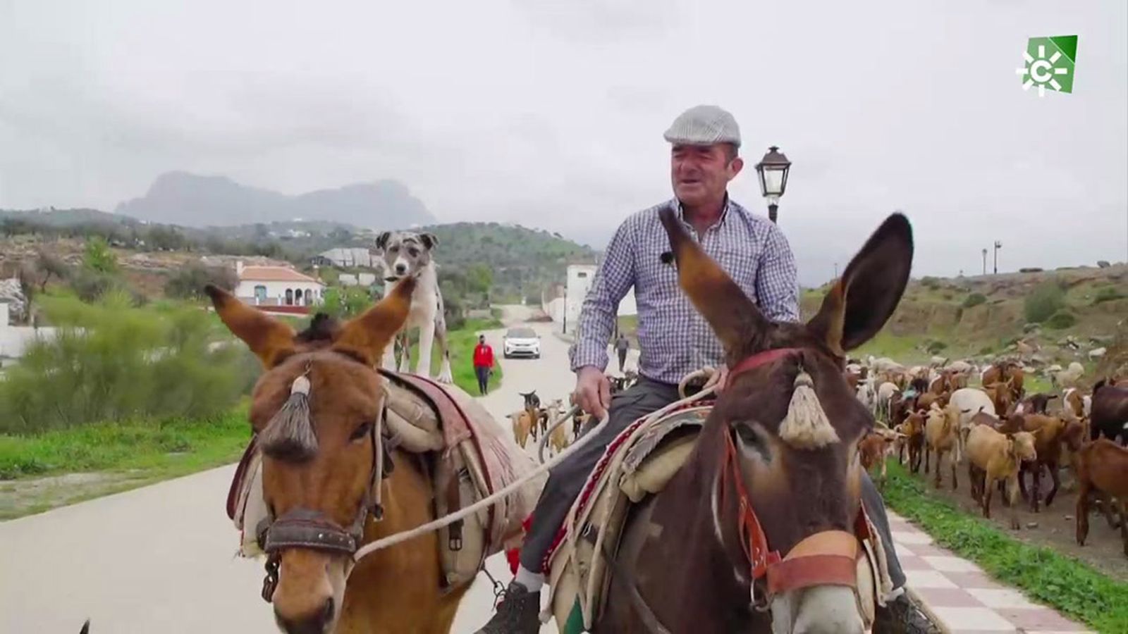 Sin mulo ni burro es imposible el trabajo tradicional del campo