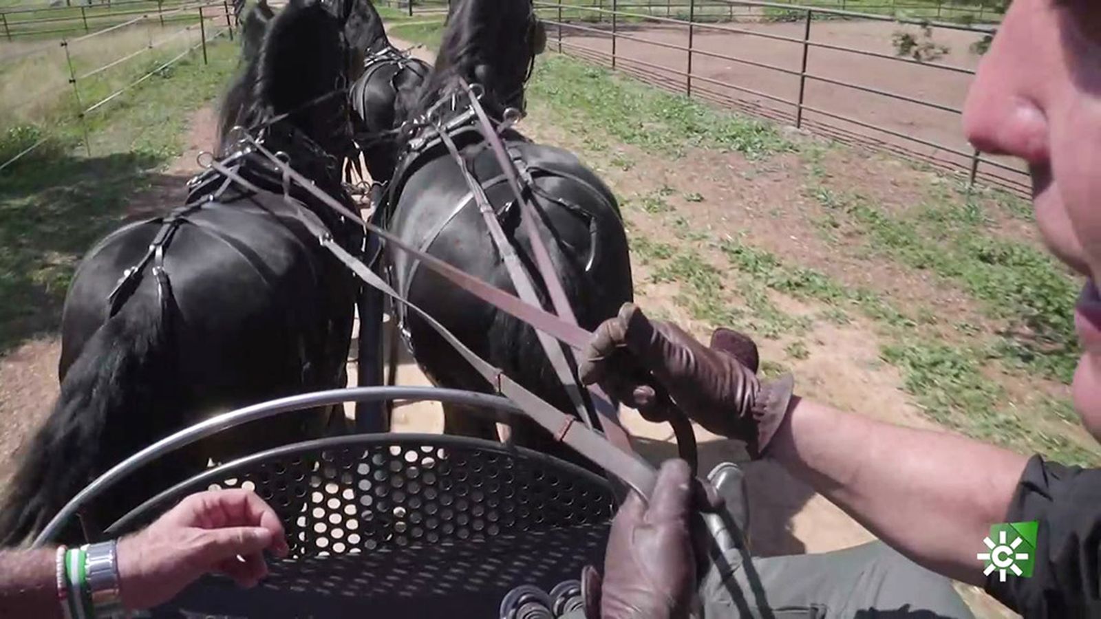 Cómo conducir un enganche de frisones en formación de cuarta