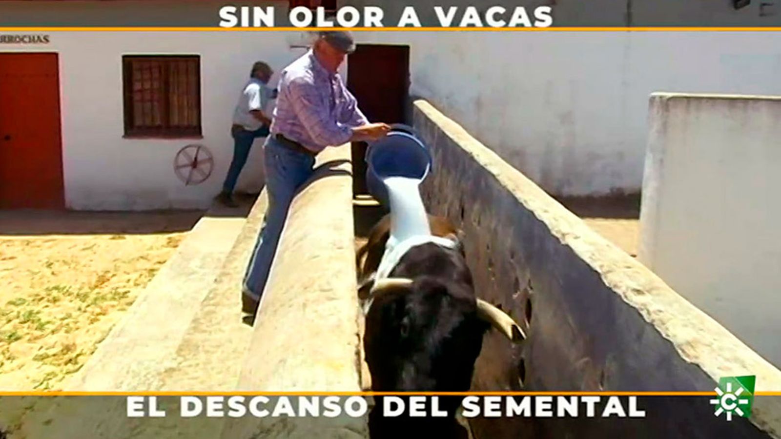 La faena de lavar al semental cuando está impregnado de un peligroso olor a vaca