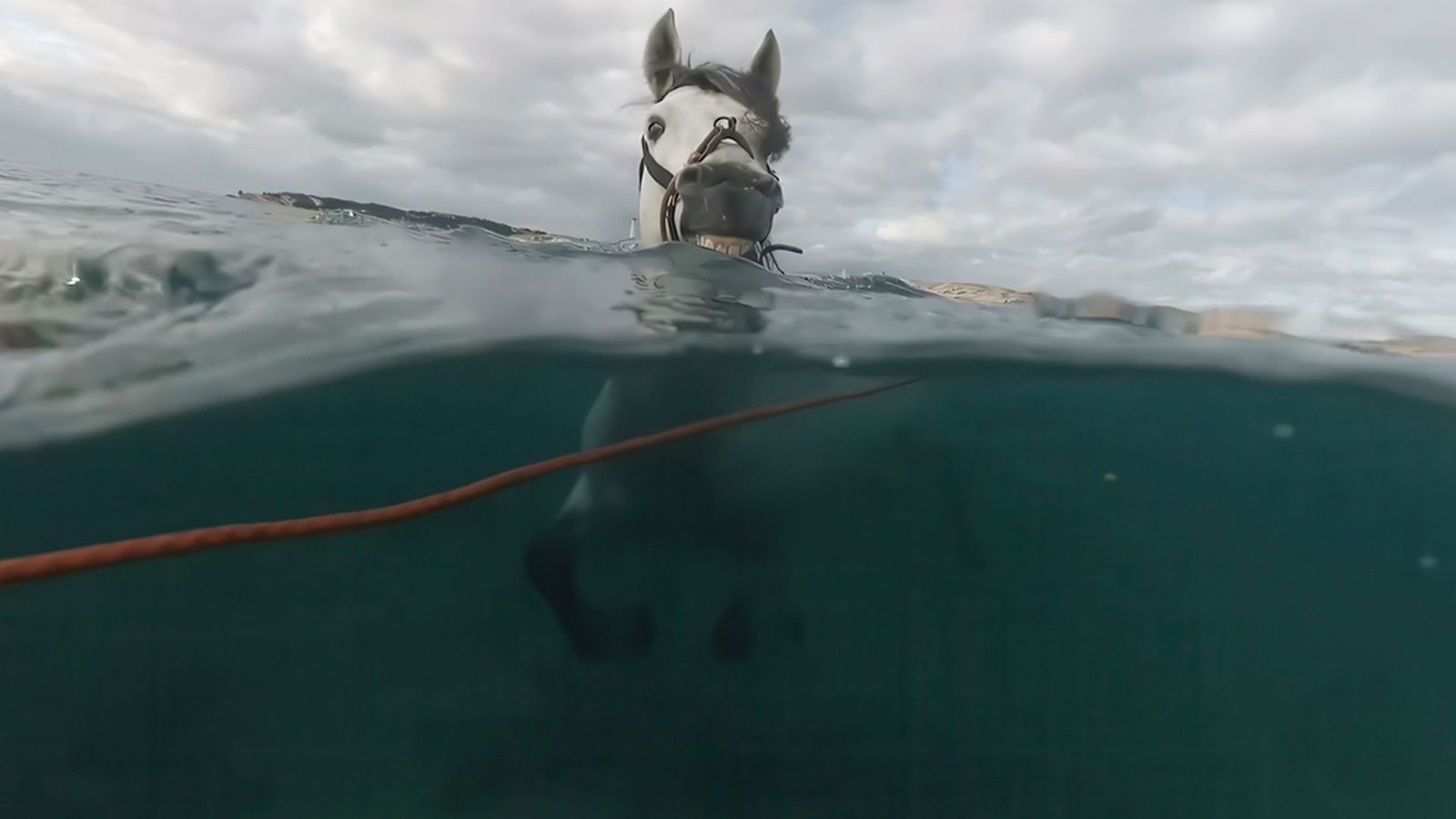 Tococaballo 1024x576 caballo nadando