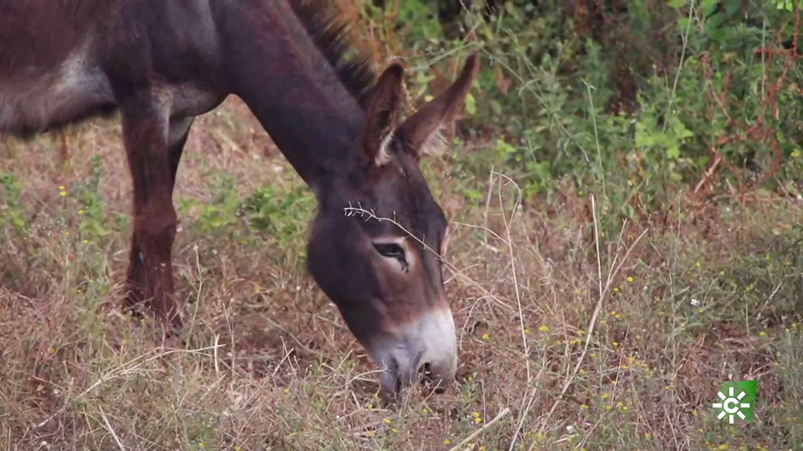 Los burros se ganan la vida como bomberos en el preparque de Doñana